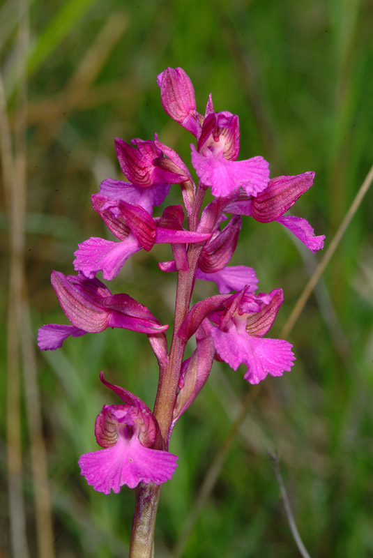 Orchis papilionacea e ibrido...